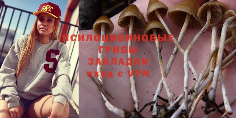 Галлюциногенные грибы Psilocybine cubensis  Байкальск 